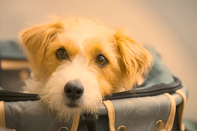 Leon Dormido Rooms and Apartments nuestro compañero perrito